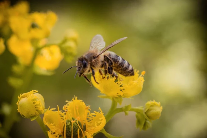 zdjęcie wyróżniające Światowy Dzień Pszczół. Pamiętajmy o pożytecznych owadach